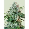 Royal Queen Seeds HulkBerry 3 seeds