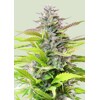 Royal Queen Seeds Cookies Gelato 3 seeds