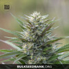 Bulk Seed Bank Auto BLUEBERRY BERRY 5 seeds