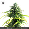 Bulk Seed Bank Auto LIME SKUNK 5 seeds