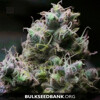 Bulk Seed Bank BLUEBERRY BERRY 5 seeds