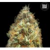 Bulk Seed Bank Auto ORIGINAL ORANGE BUD 5 seeds