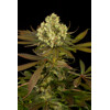 Humboldt Seed Company Sour Blueberry 3 seeds