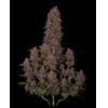 FastBuds Crystal Meth 3 seeds