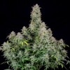 FastBuds Forbidden Runtz 3 seeds