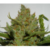 FastBuds Green Crack  from 11,- €