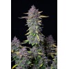 FastBuds Purple Punch 5 Seeds