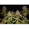 FastBuds Smoothie Auto 3 seeds