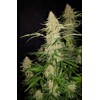 FastBuds Original AutoJack Herer 1 seed