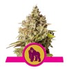 Royal Queen Seeds Royal Gorilla from 10,- €