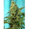 Sweet Seeds Green Poison F1 Fast Version 3 seeds