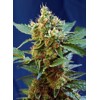 Sweet Seeds Cream Mandarine XL Auto 3 seeds