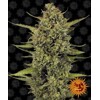 Barney's Farm Acapulco Gold from 32.-€