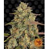 Barney's Farm Amnesia Lemon 3 seeds