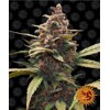 Barney's Farm Ayahuasca Purple 3 seeds