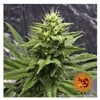 Barney's Farm Blue Gelato 41 from 35,50.- €