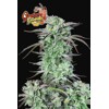 FastBuds Strawberry Banana Auto 3 seeds