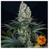 Barney's Farm Blueberry OG 3 seeds