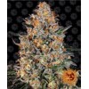 Barney's Farm Bubba Kush 3 seeds