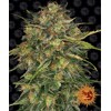 Barney's Farm Cheese 3 seeds