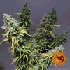 Barney's Farm Critical Kush 3 seeds