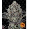 Barney's Farm Dos Si Dos 33- 10 seeds