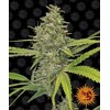 Barney's Farm G13 Haze 3 seeds