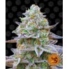 Barney's Farm Gorilla Zkittlez 10 seeds