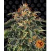 Barney's Farm Moby Dick 3 seeds