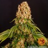 Barney's Farm Orange Sherbert from 32.- €