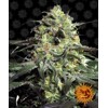 Barney's Farm Peyote Cookies 3 seeds