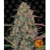 Barney's Farm Pineapple Chunk 3 seeds