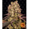 Barney's Farm Runtz Muffin 10 seeds