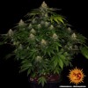 Barney's Farm Shiskaberry 5 seeds