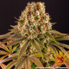 Barney's Farm Strawberry Lemonade 10 seeds