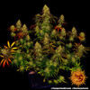 Barney's Farm Tangerine Dream 10 seeds