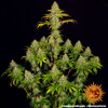 Barney's Farm Tropicanna Banana 3 seeds