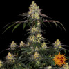 Barney's Farm Watermelon Zkittlez 5 seeds