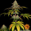 Barney's Farm Wedding Cake 3 seeds