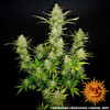 Barney's Farm Dos Si Dos Auto 5 seeds