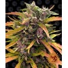 Barney's Farm Gorilla Glue Auto 3 seeds