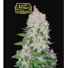 FastBuds Stardawg 50 seeds