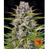 Barney's Farm Gorilla Zkittlez Auto 10 seeds