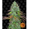 Barney's Farm LSD Auto 10 seeds