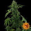 Barney's Farm Pineapple Express Auto 3 seeds