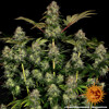 Barney's Farm Tangerine Dream Auto 3 seeds