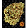 Barney's Farm Watermelon Zkittlez Auto from 35,- €