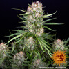 Barney's Farm Wedding Cake Auto 5 seeds