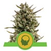 Royal Queen Seeds Amnesia Haze Auto 3 seeds