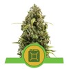 Royal Queen Seeds Diesel Auto 3 seeds